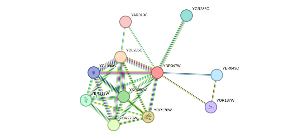 STRING protein interaction network