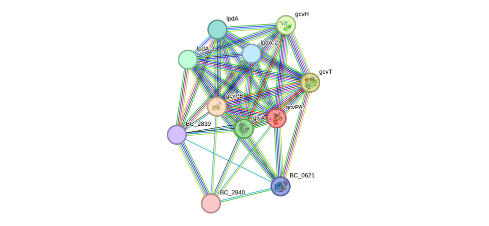 STRING protein interaction network