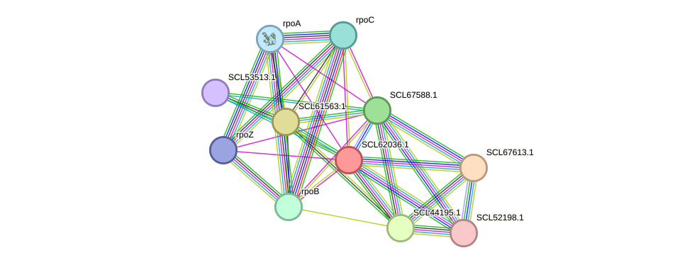 STRING protein interaction network