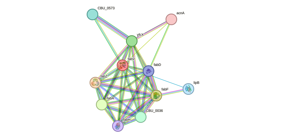 STRING protein interaction network