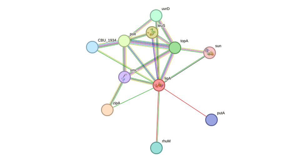 STRING protein interaction network