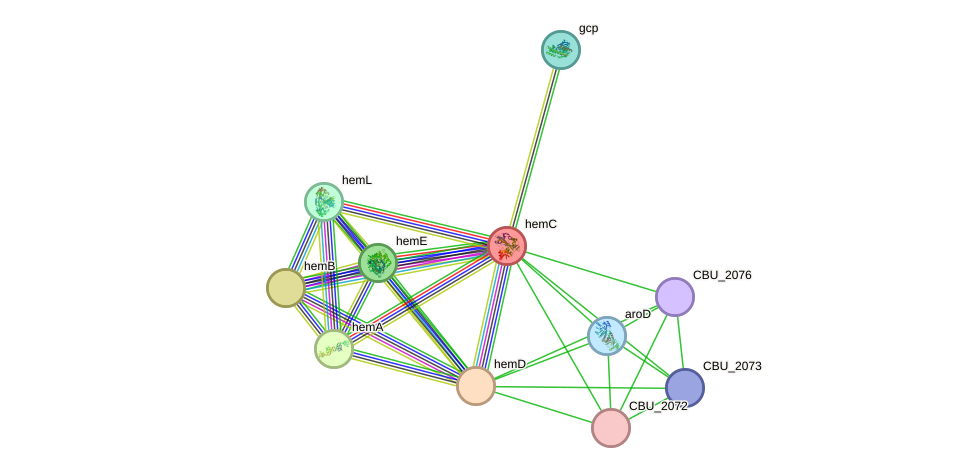 STRING protein interaction network