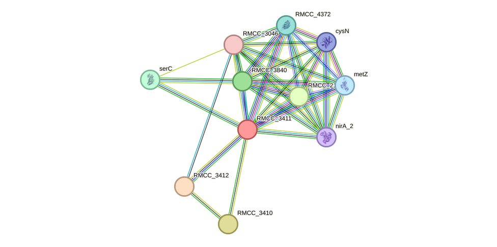 STRING protein interaction network