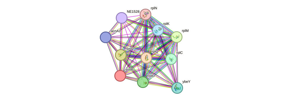 STRING protein interaction network