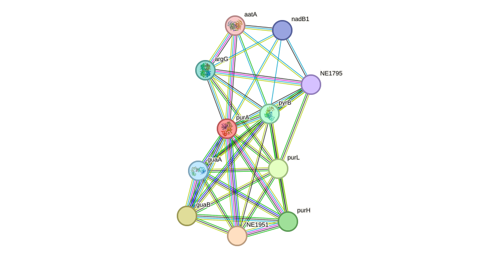 STRING protein interaction network