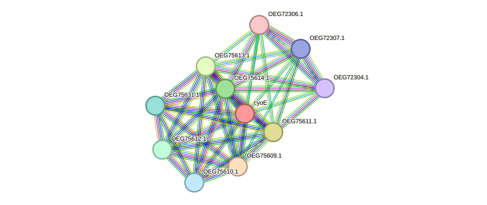 STRING protein interaction network