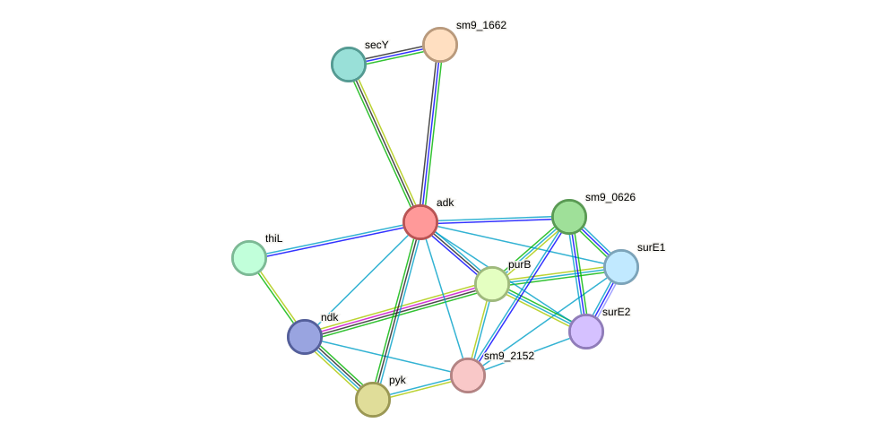 STRING protein interaction network