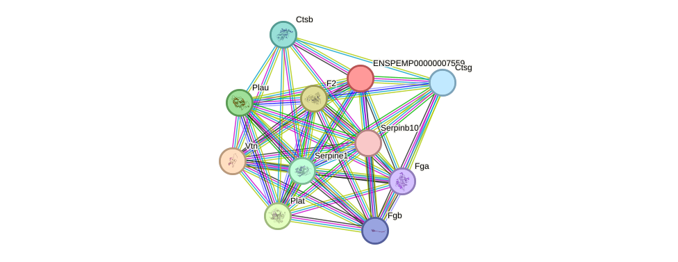 STRING protein interaction network