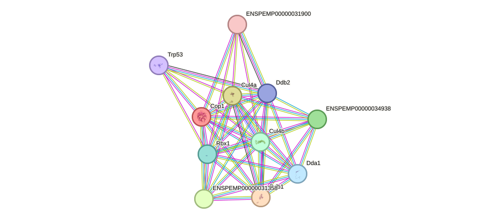 STRING protein interaction network