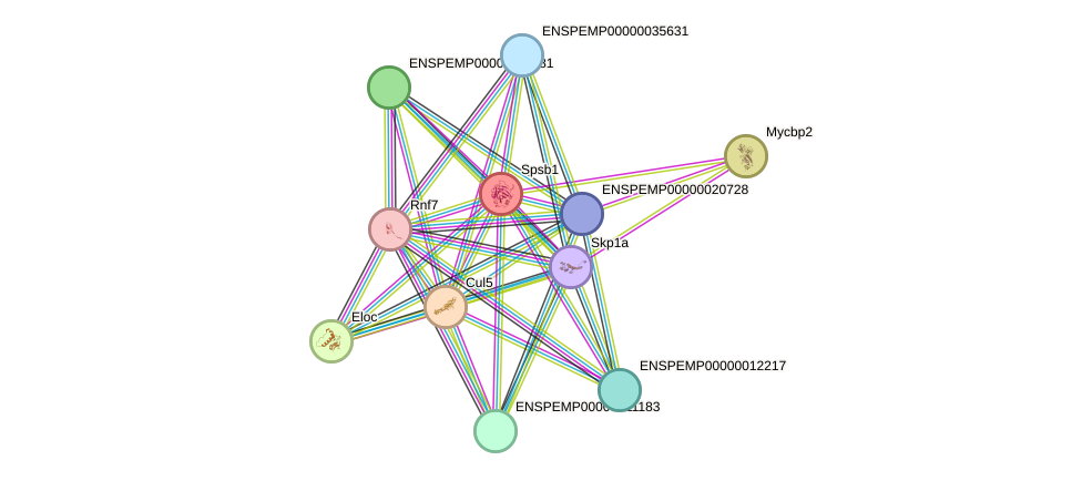 STRING protein interaction network