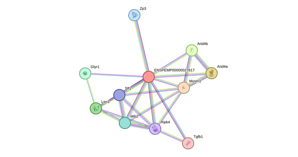 STRING protein interaction network