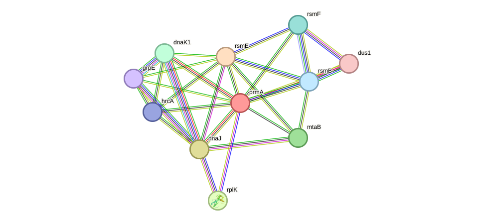 STRING protein interaction network