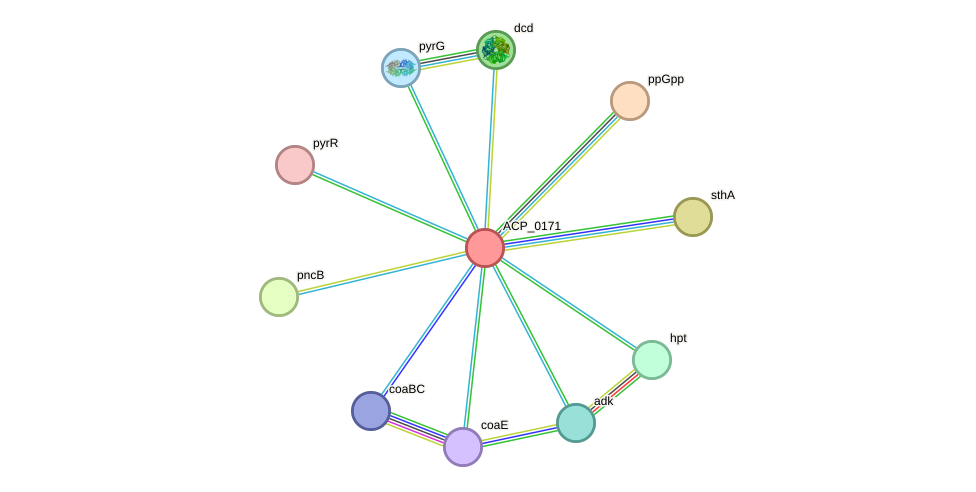 STRING protein interaction network