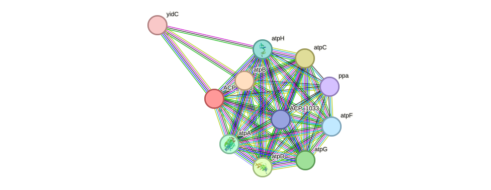 STRING protein interaction network