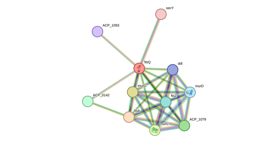 STRING protein interaction network