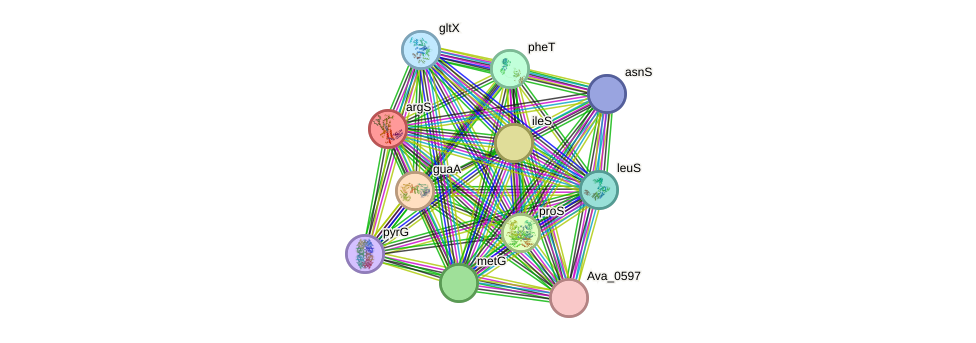 STRING protein interaction network