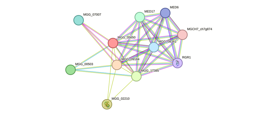 STRING protein interaction network