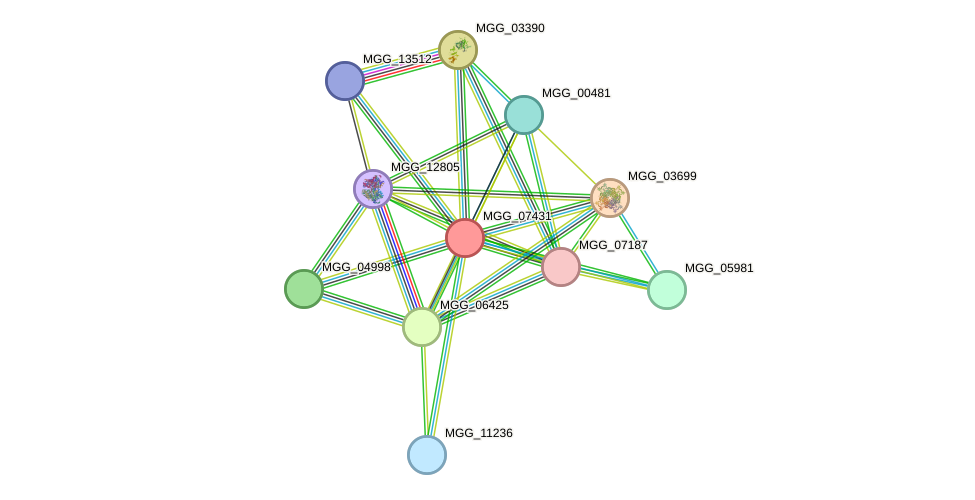 STRING protein interaction network