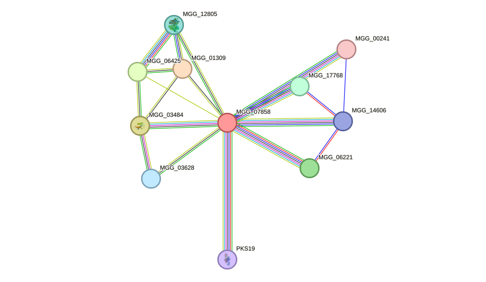 STRING protein interaction network