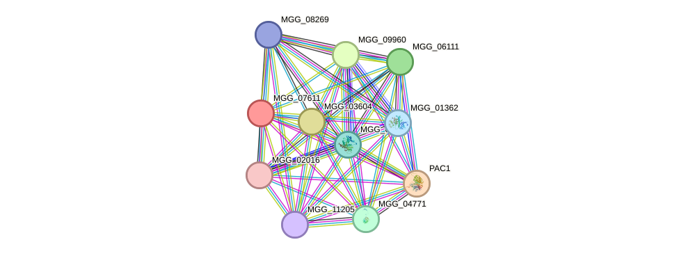 STRING protein interaction network