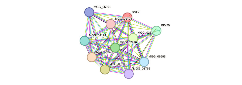 STRING protein interaction network