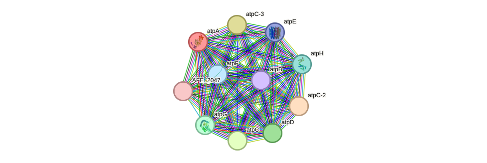 STRING protein interaction network