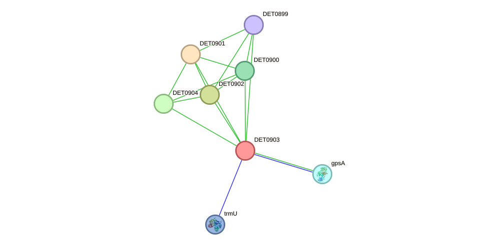 STRING protein interaction network