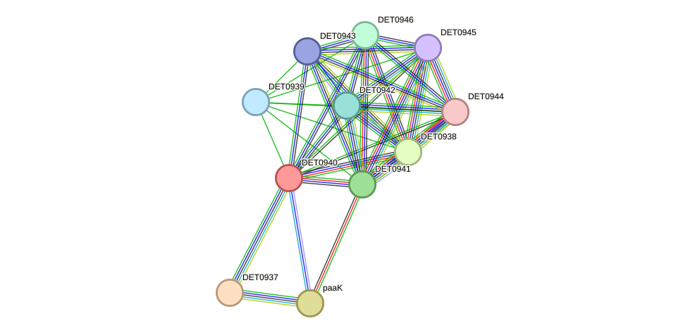 STRING protein interaction network