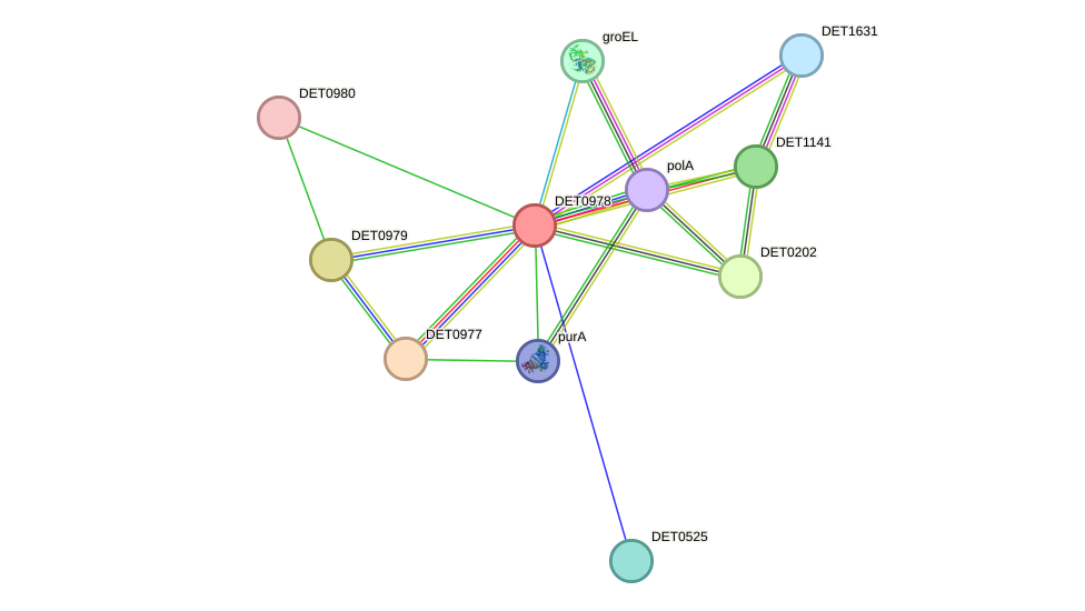 STRING protein interaction network