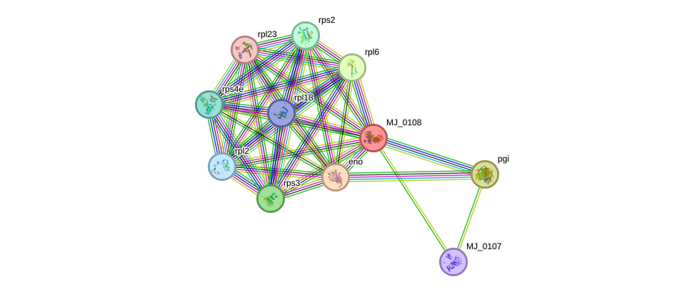 STRING protein interaction network