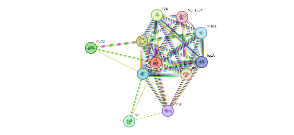 STRING protein interaction network