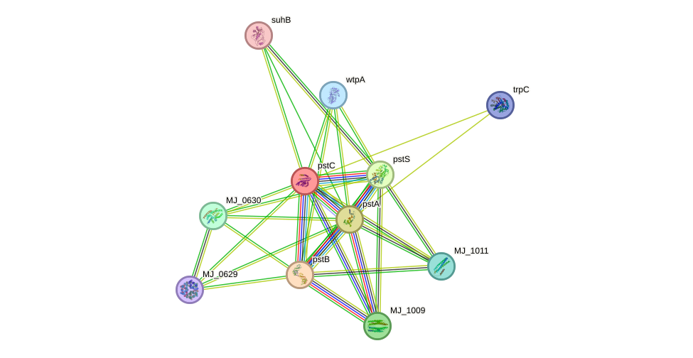 STRING protein interaction network