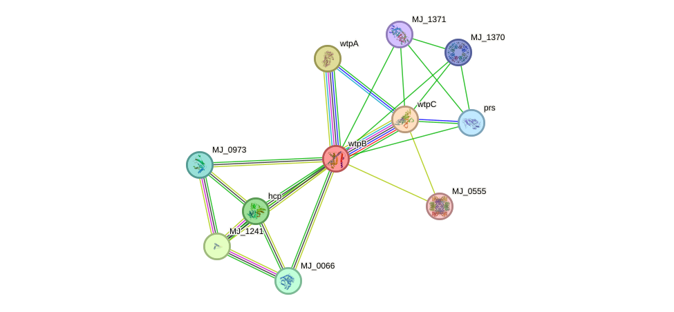 STRING protein interaction network