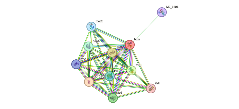 STRING protein interaction network