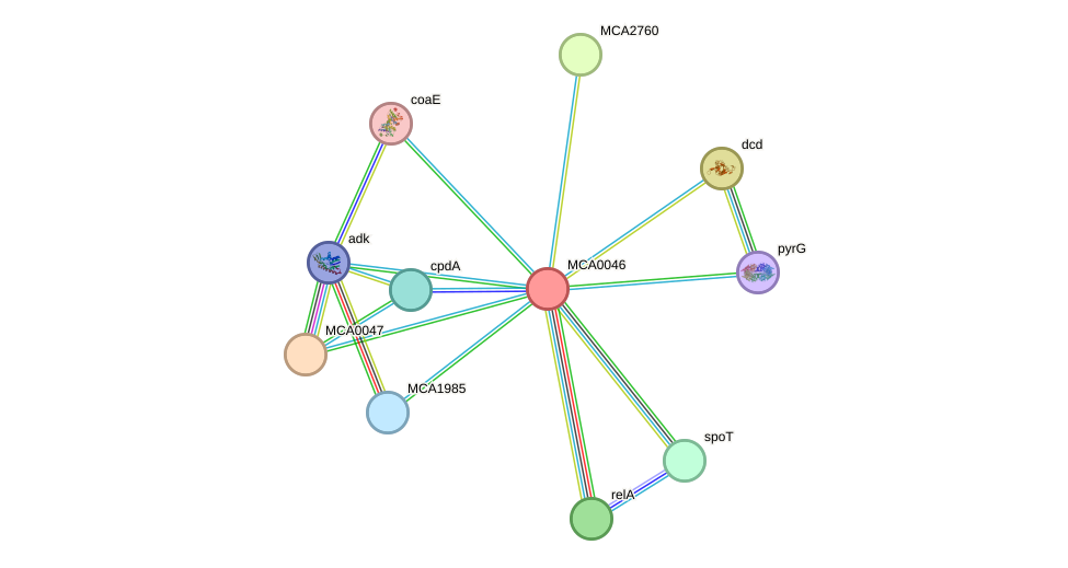 STRING protein interaction network