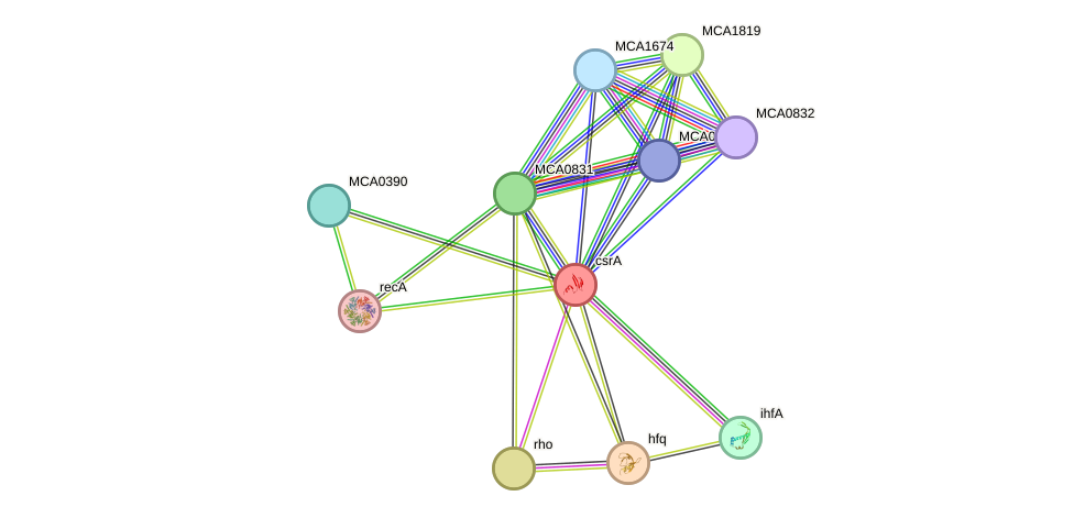 STRING protein interaction network