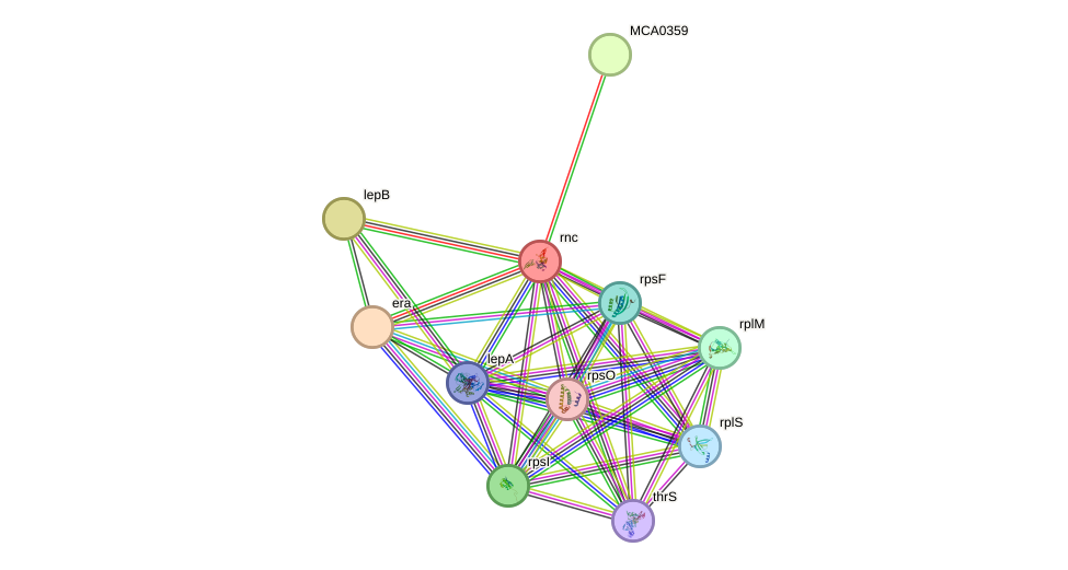 STRING protein interaction network