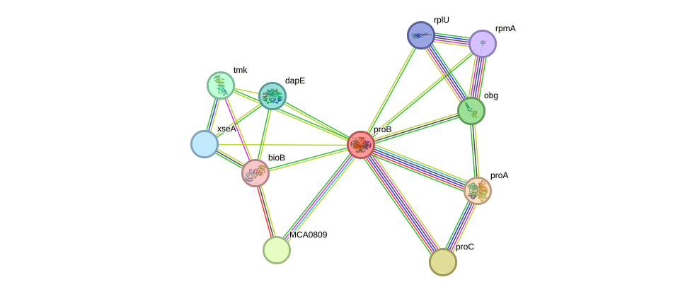 STRING protein interaction network