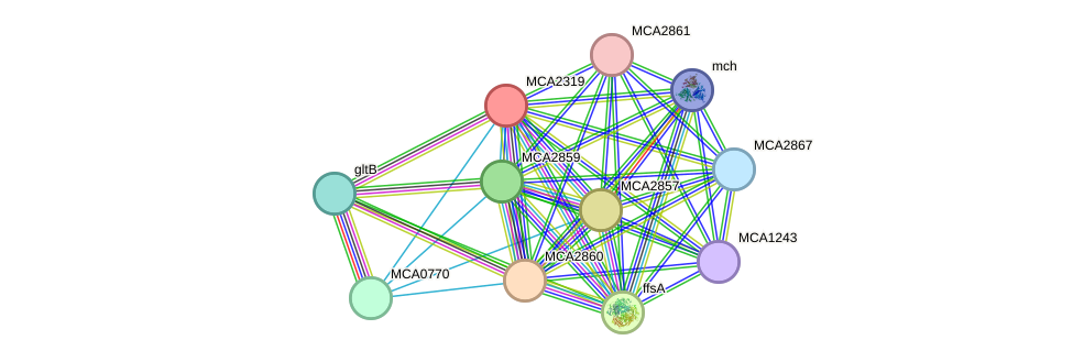 STRING protein interaction network