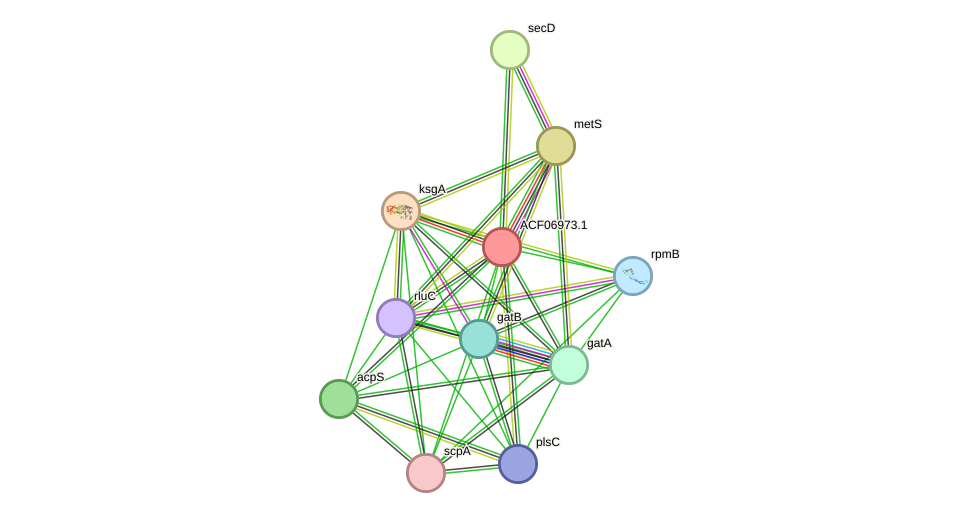 STRING protein interaction network