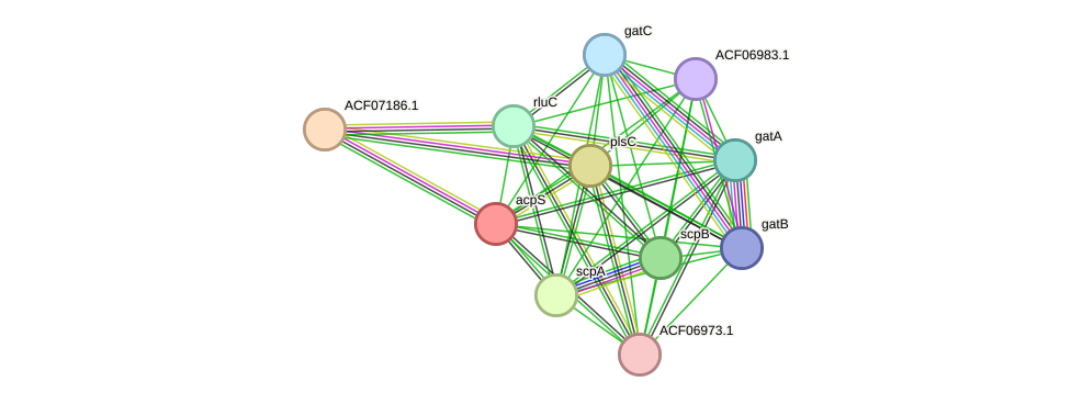STRING protein interaction network