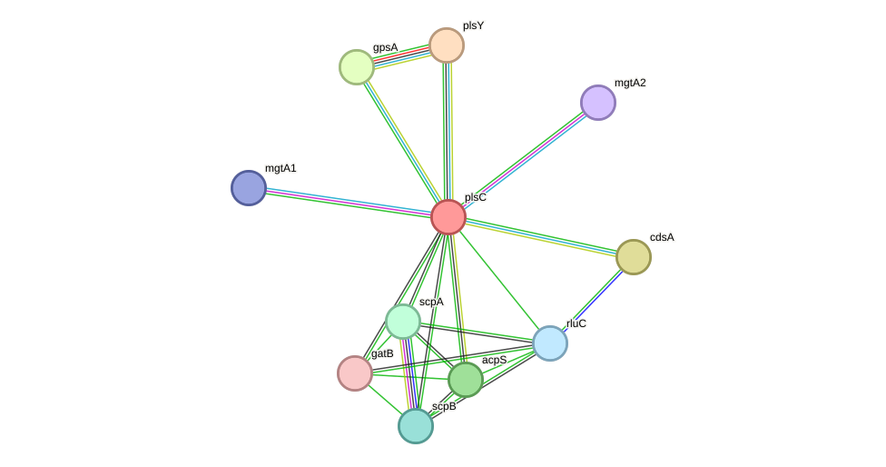STRING protein interaction network
