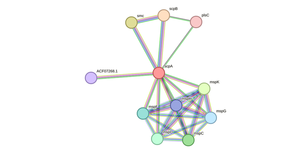 STRING protein interaction network