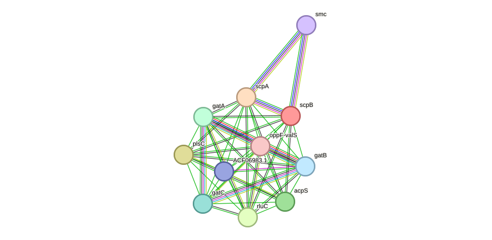 STRING protein interaction network