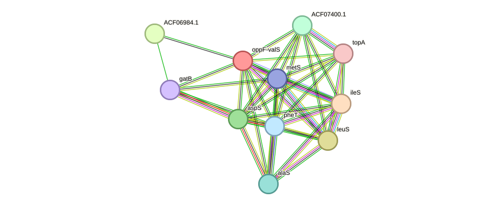 STRING protein interaction network