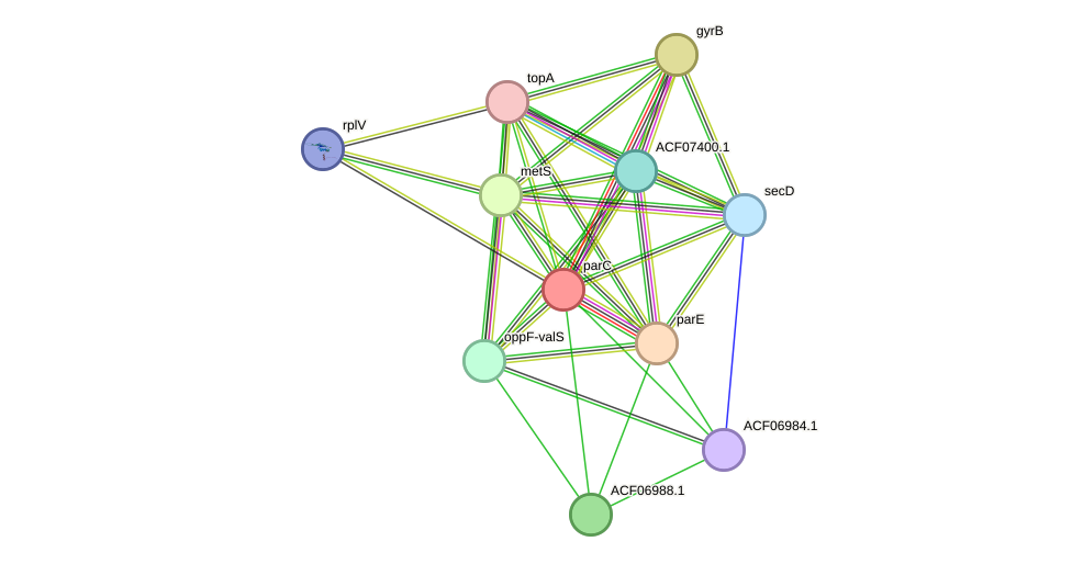 STRING protein interaction network