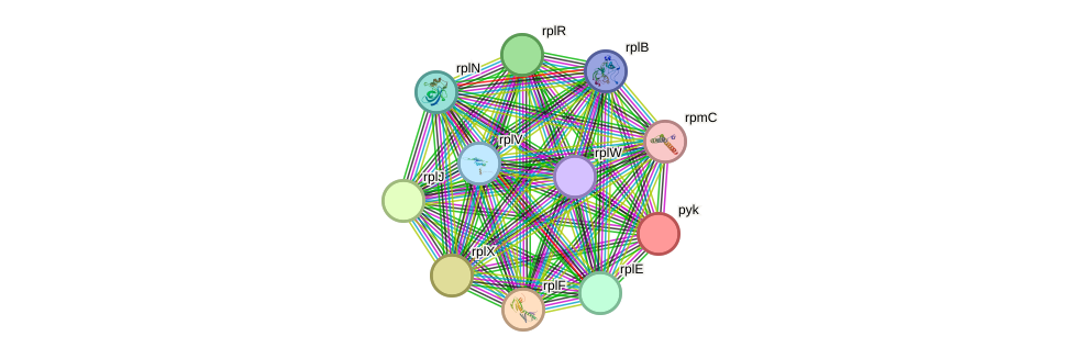 STRING protein interaction network