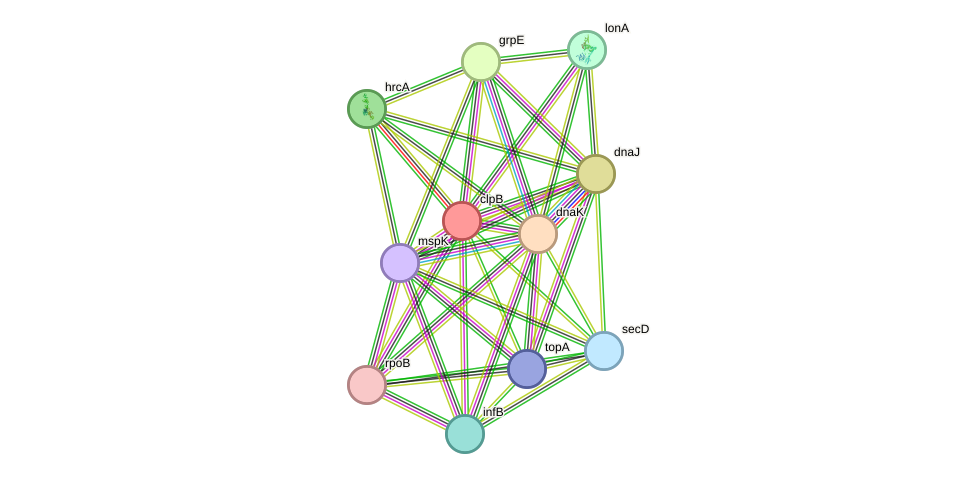 STRING protein interaction network
