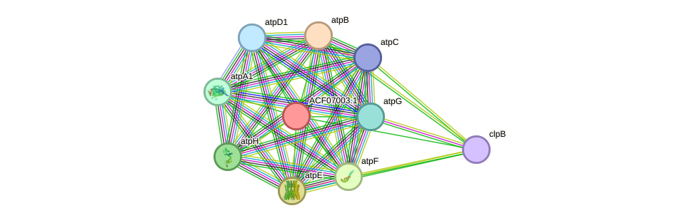 STRING protein interaction network