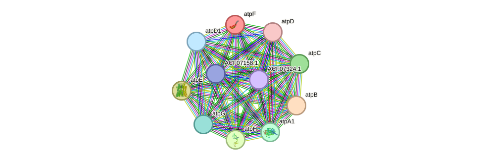 STRING protein interaction network